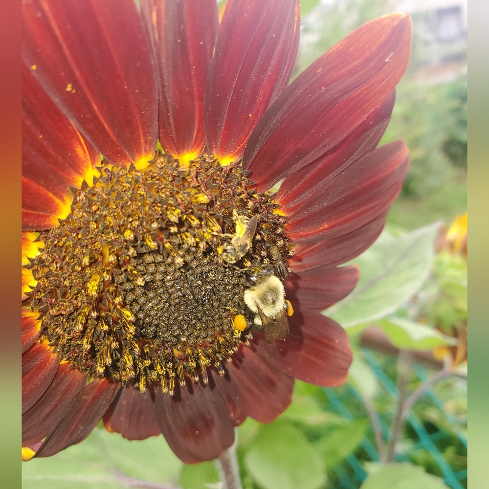 Seeds. Chocolate Cherry Sunflower (500mg) 2025